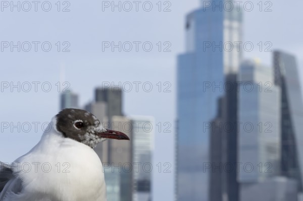 Black headed gull (Chroicocephalus ridibundus) adult bird on the Millenium bridge with office block buildings skyscrapers in the background, City of London, England, United Kingdom