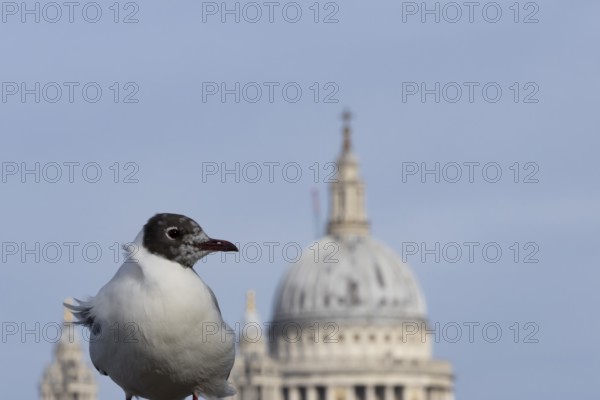 Black headed gull (Chroicocephalus ridibundus) adult bird on the Millenium bridge with the dome of St. Pauls cathedral in the background, City of London, England, United Kingdom