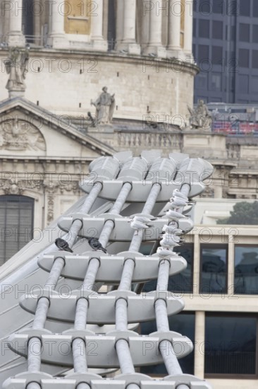 Black headed gull (Chroicocephalus ridibundus) and Feral pigeon (Columba livia domestica) adult birds on the Millenium bridge with St. Pauls cathedral in the background, City of London, England, United Kingdom