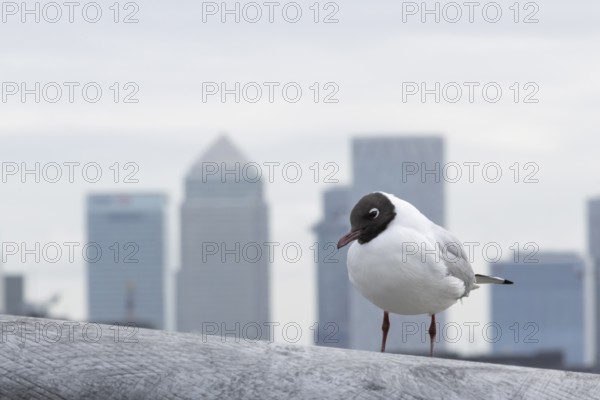 Black headed gull (Chroicocephalus ridibundus) adult bird on the Millenium bridge with office block skyscrapers of Canary Wharf in the background, City of London, England, United Kingdom
