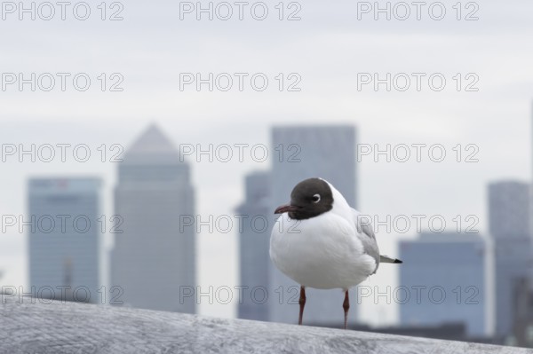Black headed gull (Chroicocephalus ridibundus) adult bird on the Millenium bridge with office block skyscrapers of Canary Wharf in the background, City of London, England, United Kingdom