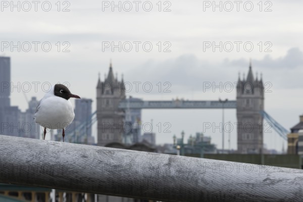 Black headed gull (Chroicocephalus ridibundus) adult bird on the Millenium bridge with Tower bridge in the background, City of London, England, United Kingdom