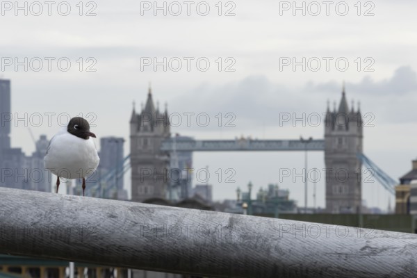 Black headed gull (Chroicocephalus ridibundus) adult bird on the Millenium bridge with Tower bridge in the background, City of London, England, United Kingdom