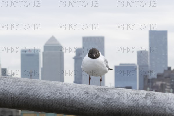 Black headed gull (Chroicocephalus ridibundus) adult bird on the Millenium bridge with office block skyscrapers of Canary Wharf in the background, City of London, England, United Kingdom