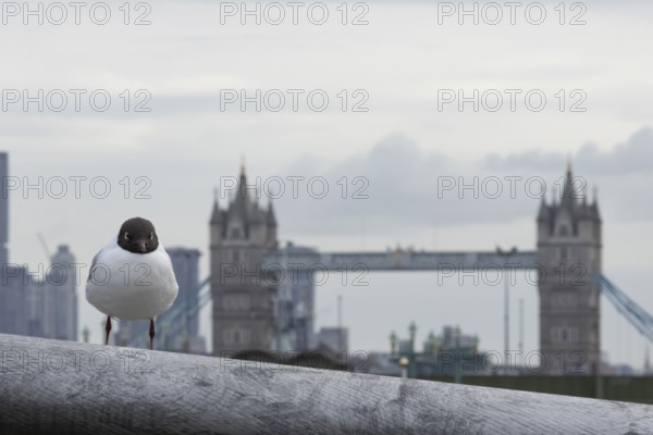 Black headed gull (Chroicocephalus ridibundus) adult bird on the Millenium bridge with Tower bridge in the background, City of London, England, United Kingdom