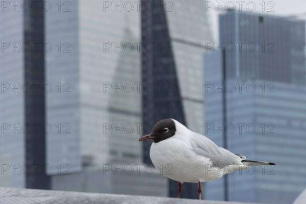 Black headed gull (Chroicocephalus ridibundus) adult bird on the Millenium bridge with office block skyscrapers in the background, City of London, England, United Kingdom