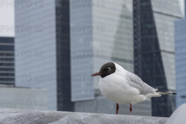 Black headed gull (Chroicocephalus ridibundus) adult bird on the Millenium bridge with office block skyscrapers in the background, City of London, England, United Kingdom