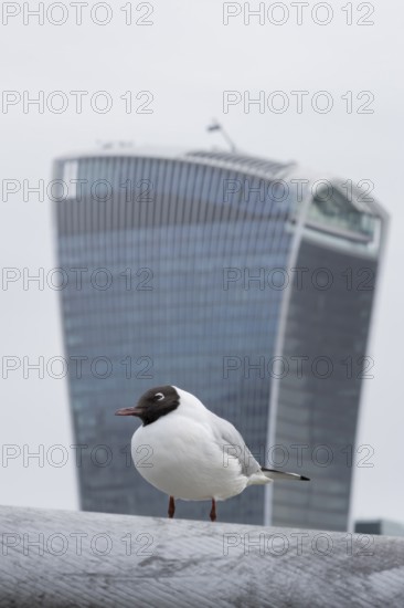 Black headed gull (Chroicocephalus ridibundus) adult bird on the Millenium bridge with the Fenchurch Building or The Walkie Talkie office skyscraper building in the background, City of London, England, United Kingdom