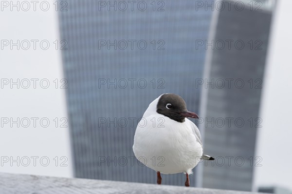 Black headed gull (Chroicocephalus ridibundus) adult bird on the Millenium bridge with the Fenchurch Building or The Walkie Talkie office skyscraper building in the background, City of London, England, United Kingdom