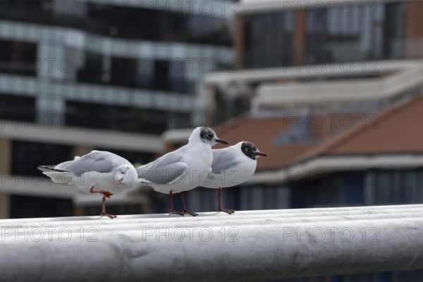 Black headed gull (Chroicocephalus ridibundus) three adult birds on the Millenium bridge with office block buildings in the background, City of London, England, United Kingdom