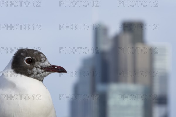 Black headed gull (Chroicocephalus ridibundus) adult bird on the Millenium bridge with office block buildings skyscrapers in the background, City of London, England, United Kingdom
