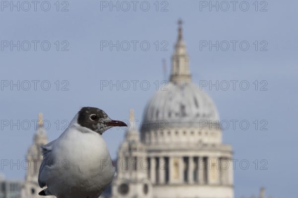 Black headed gull (Chroicocephalus ridibundus) adult bird on the Millenium bridge with the dome of St. Pauls cathedral in the background, City of London, England, United Kingdom