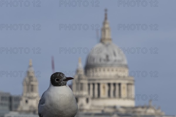 Black headed gull (Chroicocephalus ridibundus) adult bird on the Millenium bridge with the dome of St. Pauls cathedral in the background, City of London, England, United Kingdom