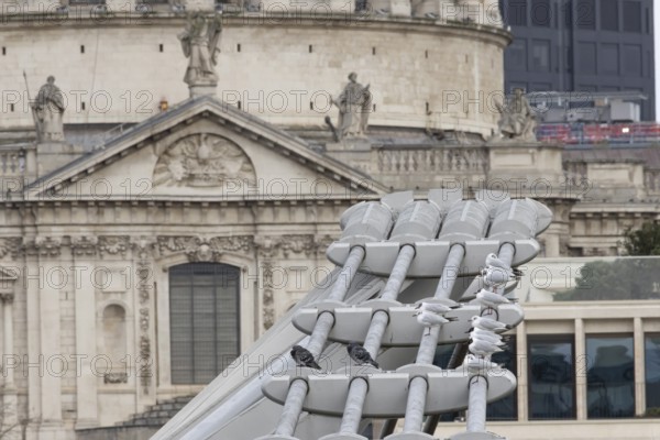 Black headed gull (Chroicocephalus ridibundus) and Feral pigeon (Columba livia domestica) adult birds on the Millenium bridge with St. Pauls cathedral in the background, City of London, England, United Kingdom