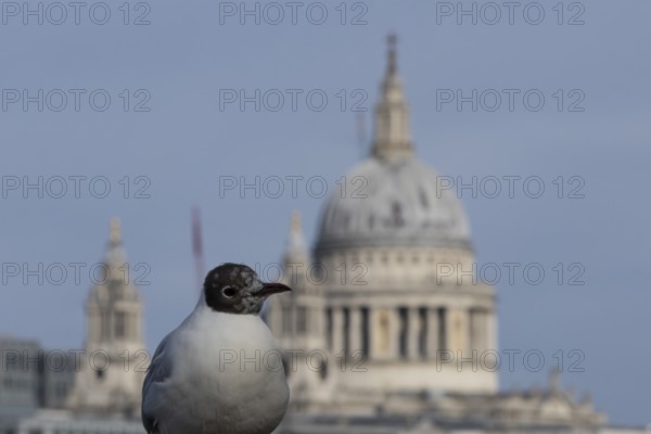 Black headed gull (Chroicocephalus ridibundus) adult bird on the Millenium bridge with the dome of St. Pauls cathedral in the background, City of London, England, United Kingdom