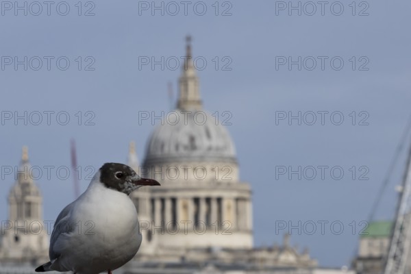 Black headed gull (Chroicocephalus ridibundus) adult bird on the Millenium bridge with the dome of St. Pauls cathedral in the background, City of London, England, United Kingdom