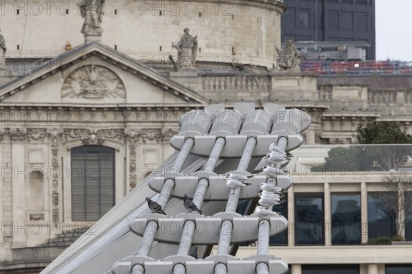 Black headed gull (Chroicocephalus ridibundus) and Feral pigeon (Columba livia domestica) adult birds on the Millenium bridge with St. Pauls cathedral in the background, City of London, England, United Kingdom