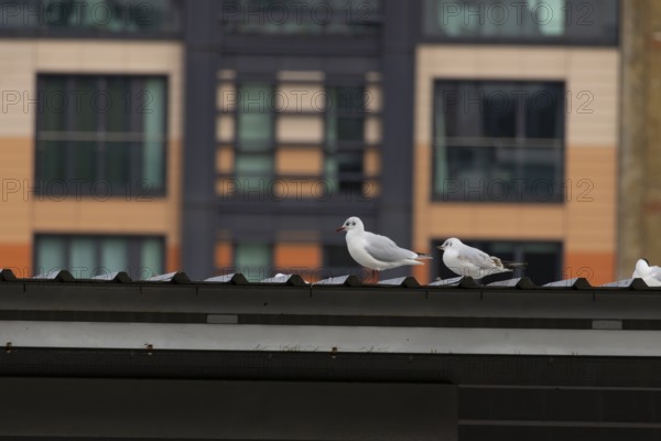 Black headed gull (Chroicocephalus ridibundus) two adult birds on a rooftop with office block buildings in the background, City of London, England, United Kingdom