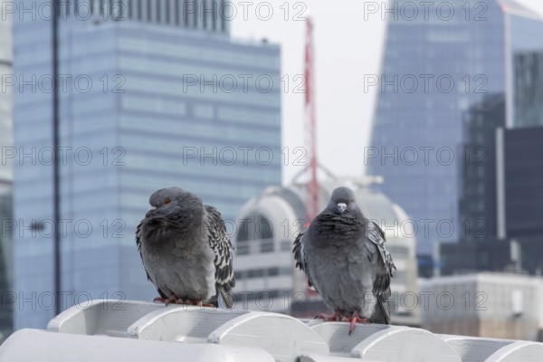Feral pigeon (Columba livia domestica) two adult birds on the Millenium bridge with office block skyscrapers in the background, City of London, England, United Kingdom