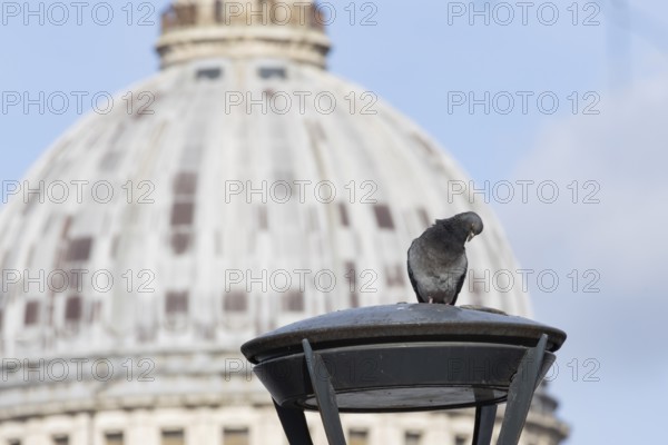 Feral pigeon (Columba livia domestica) adult bird on a street lamp with the Dome of St. Pauls cathedral in the background, City of London, England, United Kingdom