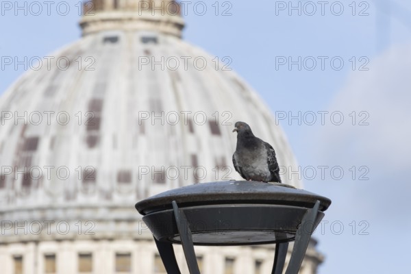 Feral pigeon (Columba livia domestica) adult bird on a street lamp with the Dome of St. Pauls cathedral in the background, City of London, England, United Kingdom