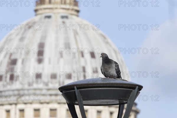 Feral pigeon (Columba livia domestica) adult bird on a street lamp with the Dome of St. Pauls cathedral in the background, City of London, England, United Kingdom