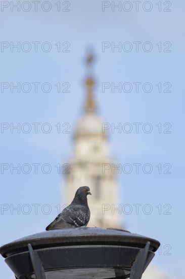 Feral pigeon (Columba livia domestica) adult bird on a street lamp with the Dome of St. Pauls cathedral in the background, City of London, England, United Kingdom