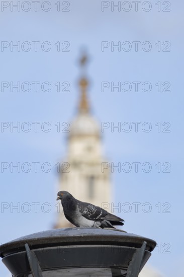Feral pigeon (Columba livia domestica) adult bird on a street lamp with the Dome of St. Pauls cathedral in the background, City of London, England, United Kingdom