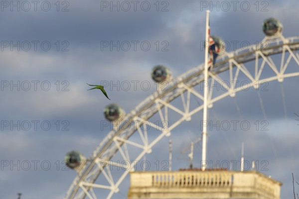The London Eye wheel with a parakeet bird flying in front, City of London, England, United Kingdom