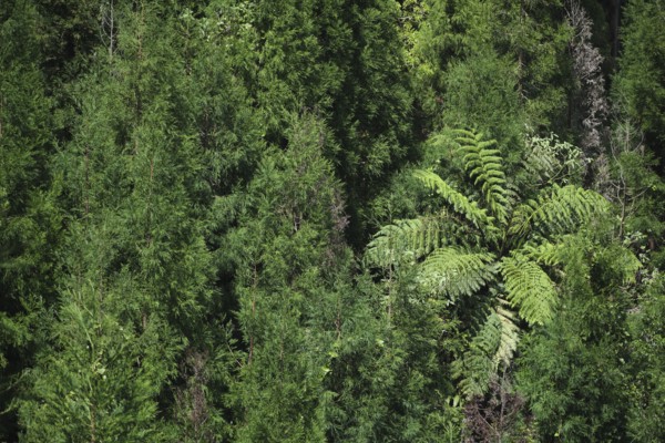 Dense forest with tree fern, Lagoa Azul, Sete Cidades, São Miguel, Azores, Portugal