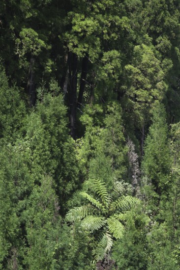 Dense forest with tree fern, Lagoa Azul, Sete Cidades, São Miguel, Azores, Portugal
