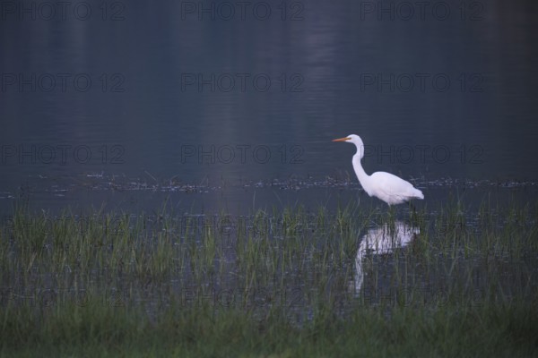 Great White Egret foraging, Lagoa Verde, Sete Cidades, São Miguel, Azores, Portugal