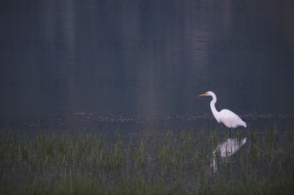 Great White Egret foraging, Lagoa Verde, Sete Cidades, São Miguel, Azores, Portugal