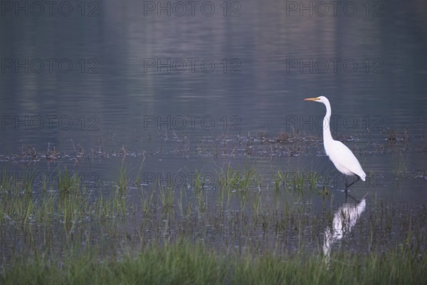 Great White Egret foraging, Lagoa Verde, Sete Cidades, São Miguel, Azores, Portugal
