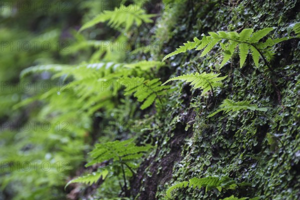 Worm fern, Ribeira Grande, São Miguel, Azores, Portugal