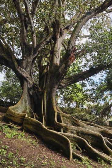 Moreton Bay fig (Ficus macrophylla), Jardim Botanico José do Canto, Ponta Delgada, São Miguel, Azores, Portugal