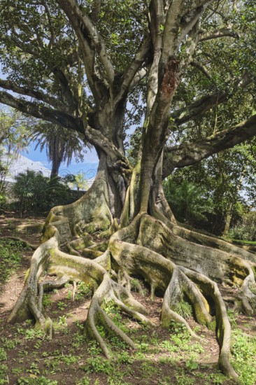 Moreton Bay fig (Ficus macrophylla), Jardim Botanico José do Canto, Ponta Delgada, São Miguel, Azores, Portugal