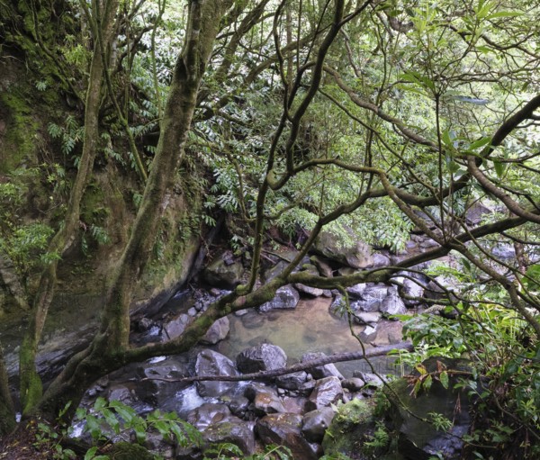 Stream on the way to the Salto do Cabrito waterfall, São Miguel, Azores, Portugal