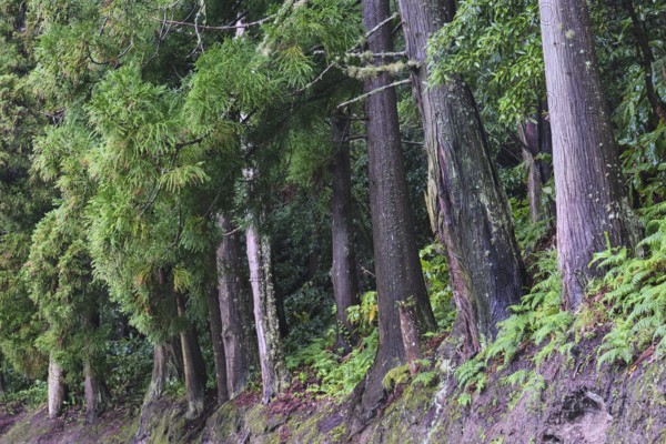 Cryptomeria japonica, Sete Cidades, São Miguel, Azores, Portugal