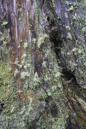 Lichens and mosses on a tree trunk, Sete Cidades, São Miguel, Azores, Portugal