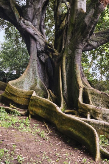 Moreton Bay fig (Ficus macrophylla), Jardim Botanico José do Canto, Ponta Delgada, São Miguel, Azores, Portugal