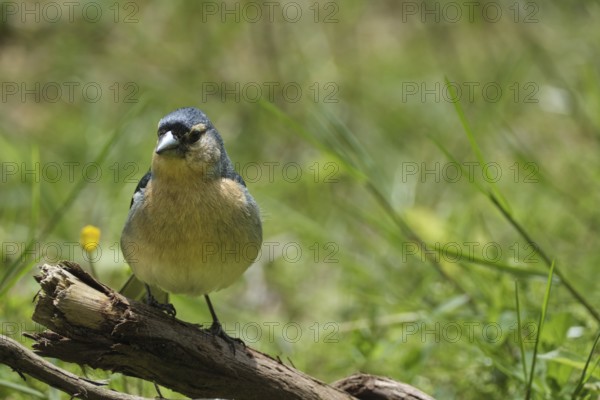 Azores chaffinch (Fringilla moreletti), São Miguel, Azores, Portugal