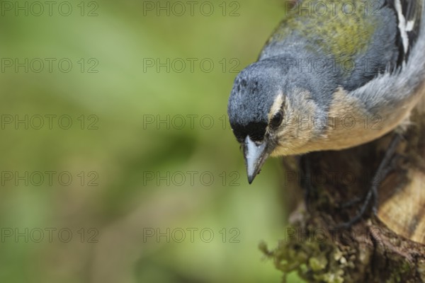 Azores chaffinch (Fringilla moreletti), São Miguel, Azores, Portugal