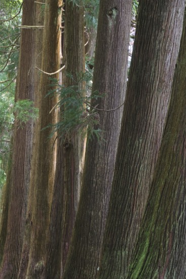 Cryptomeria japonica, São Miguel, Azores, Portugal