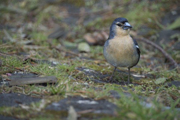 Azores chaffinch (Fringilla moreletti), São Miguel, Azores, Portugal