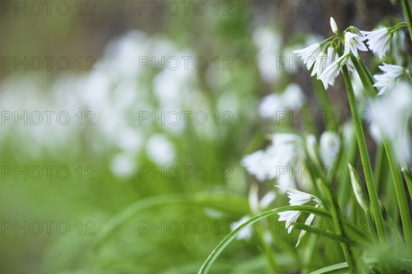Bluebell, São Miguel, Azores, Portugal