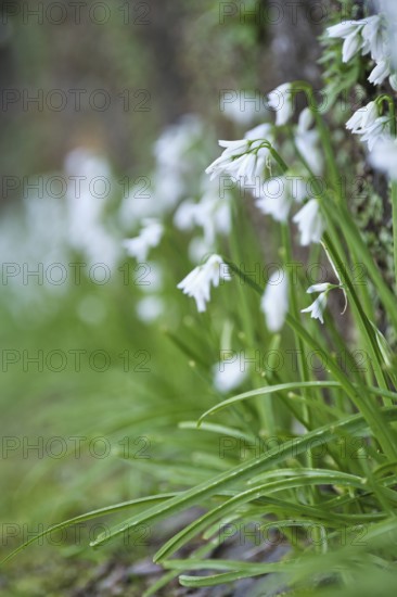 Bluebell, São Miguel, Azores, Portugal