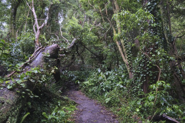 Dense forest, São Miguel, Azores, Portugal