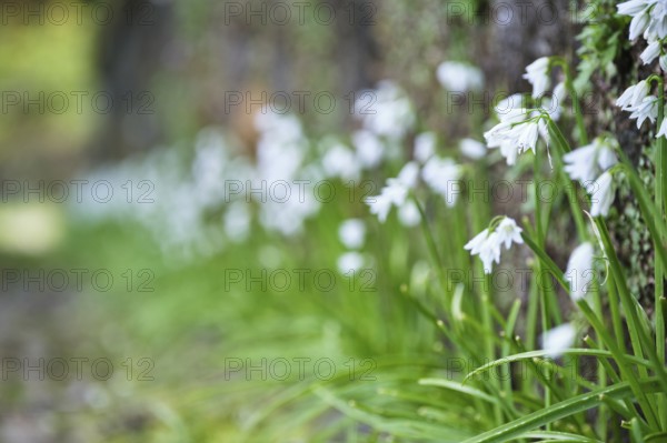 Bluebell, São Miguel, Azores, Portugal