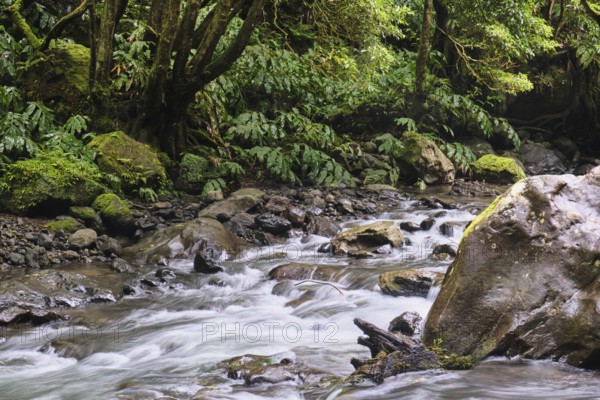 Torrent, Salto do Cabrito waterfall, São Miguel, Azores, Portugal